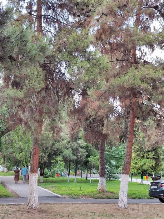 Сдаю в аренду на долгий срок 2х ком. квартиру на ц1 ЭКО парк - 750 уе