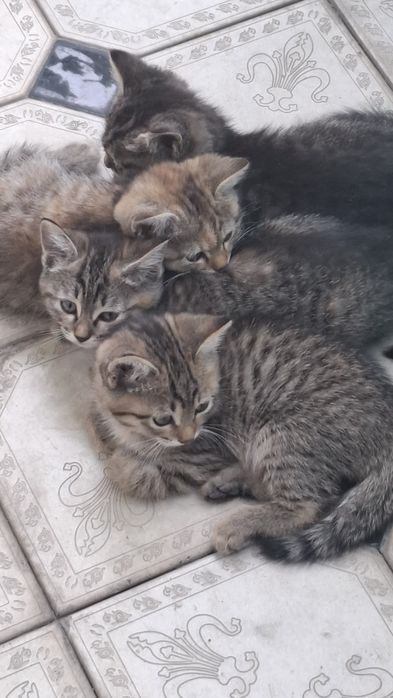 Мушукчаларни текинга бераман.