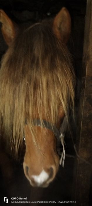 Жуас 10 жасар айғыр сатылады