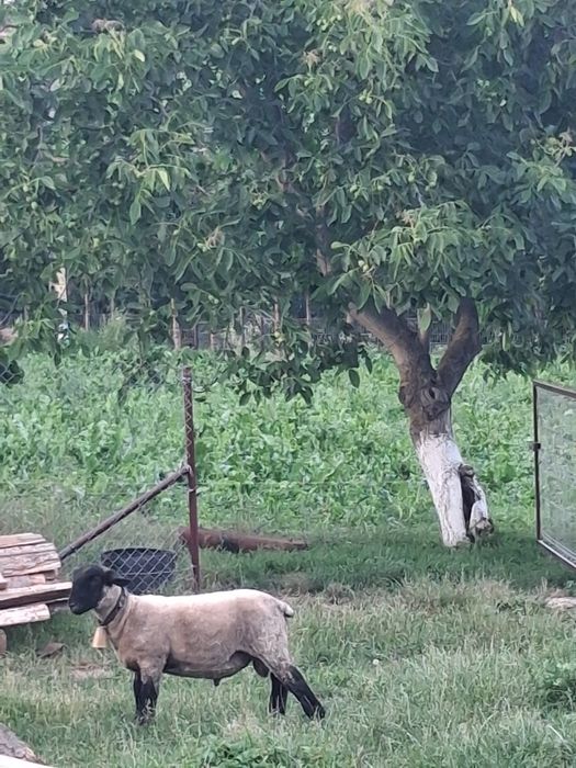 Oaie suffolk + un berbecut si o mieluta de 5 luni de vanzare