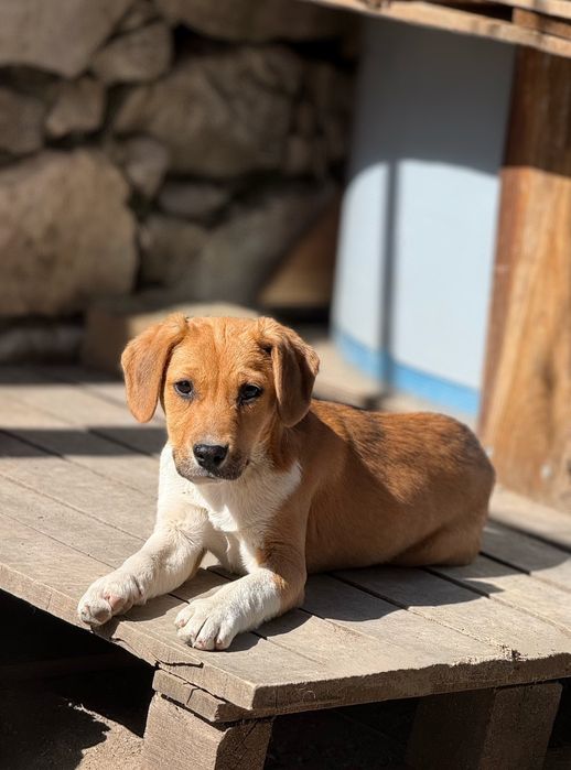 Подарявам кученца