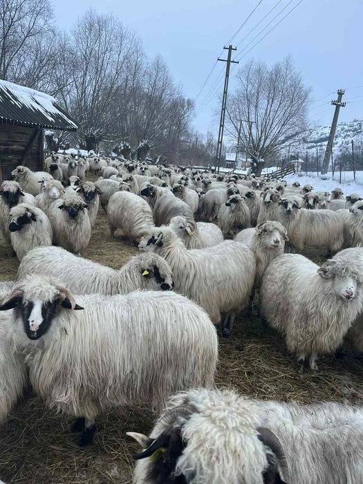 Vând 170de oi  gestante   unele  fătate și  30 de cărlani