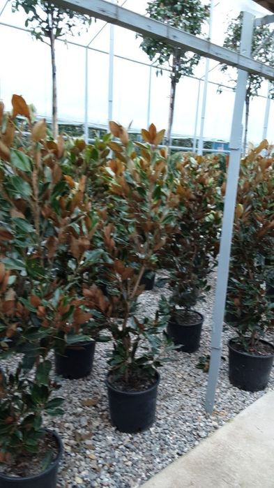 Manzarali daraxt kuchatlar