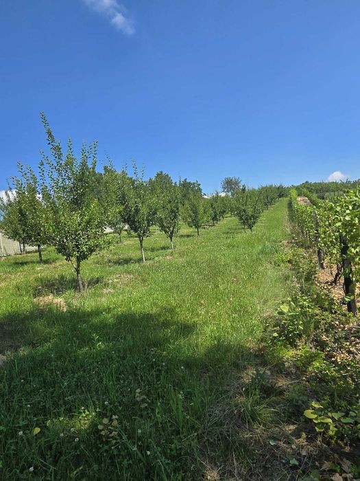 1,8 Ha Livadă la Poalele Pădurii | Casă + 2 Cabane | 700 Pomi Fructiferi | 200.000 € Negociabil