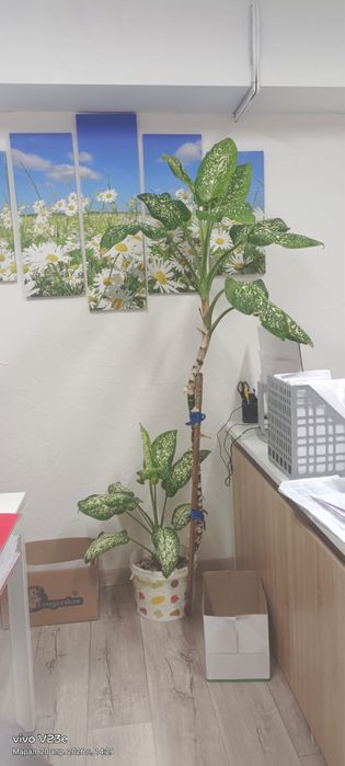 Продам цветы диффенбахия. Самовывоз