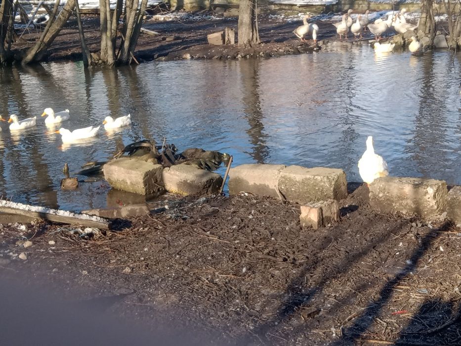 Vând rățoi pekini