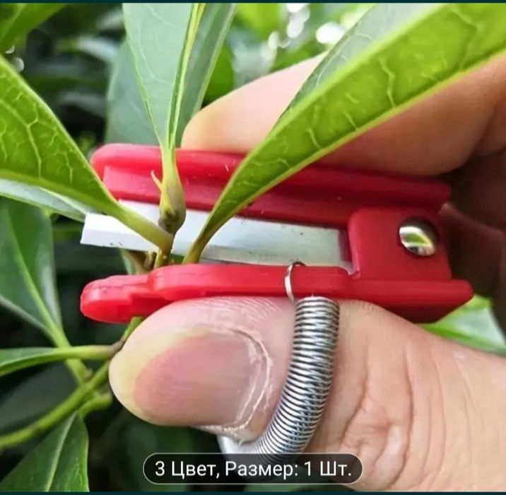 Деревя на дрова, самоспил-самовывоз.