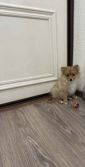 Померанский шпиц.