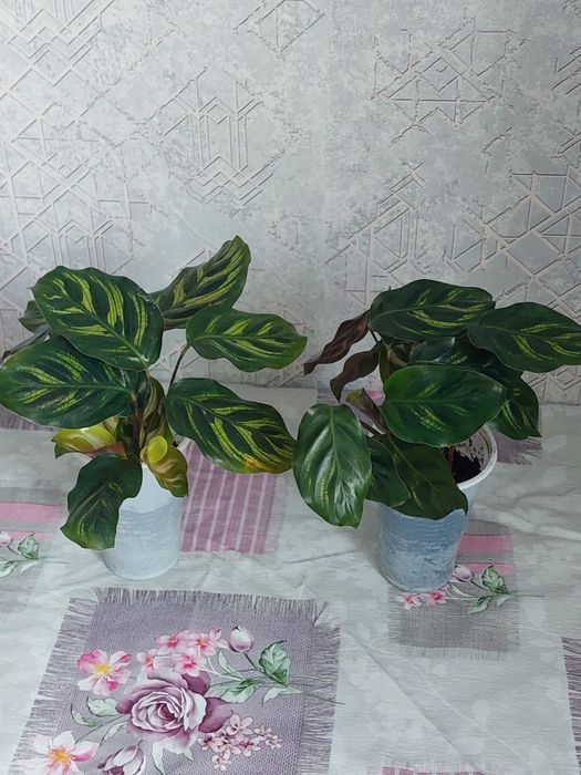 Комнатные цветы разные