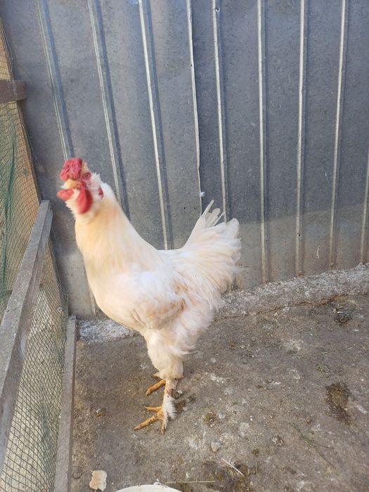 Cocoș tânăr albb