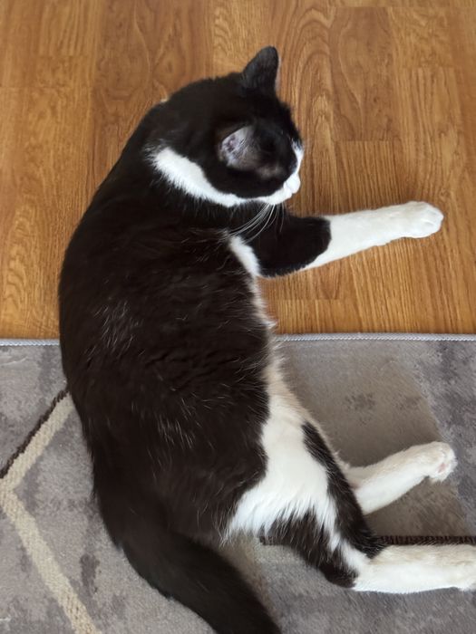 Кот отдадим бесплатно!