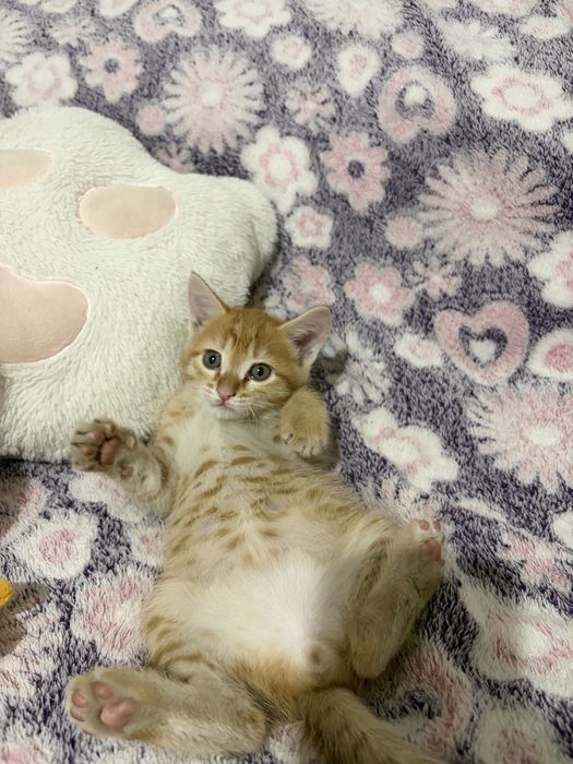 Котята мальчики в добрые руки