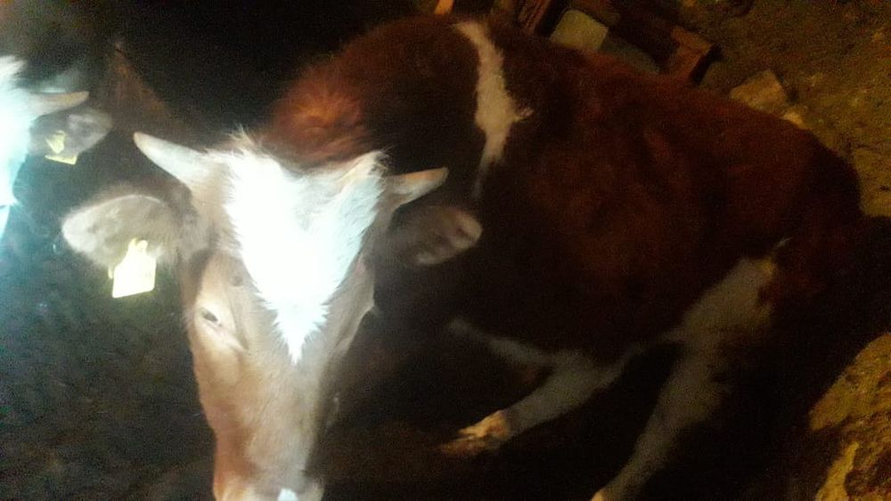 Продам телочку .