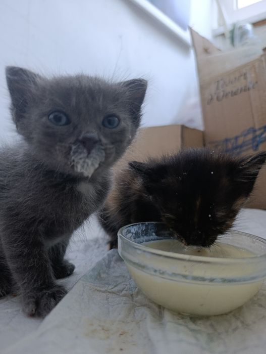 Пристраиваю котят