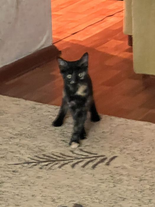 Отдам котенка в добрые руки