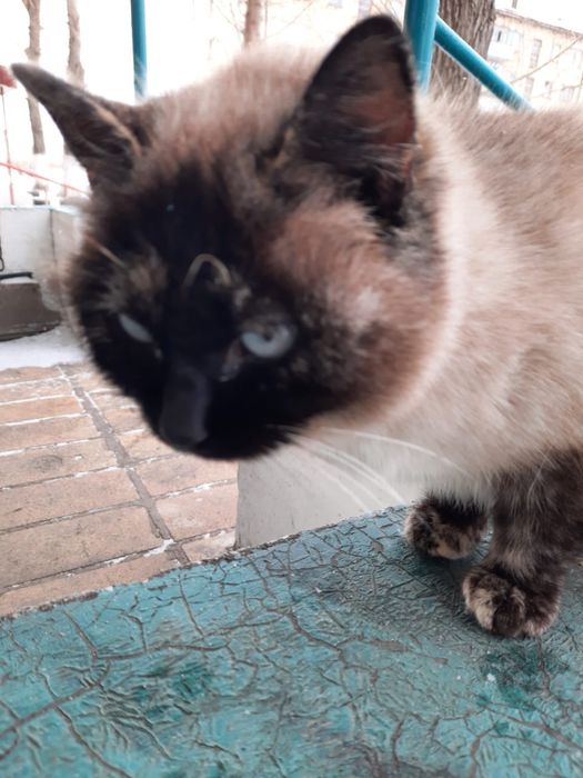 Котенок подросток ищет дом!