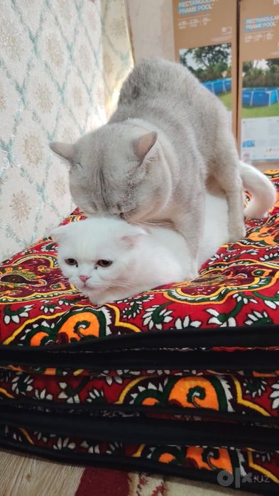 Vyazka Opitniy kot
