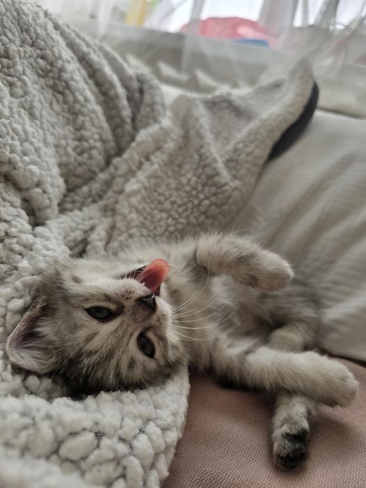 Отдам котенка в хорошие руки!