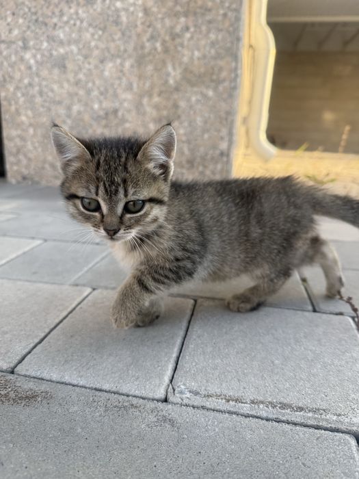 Отдам котят в добрые руки