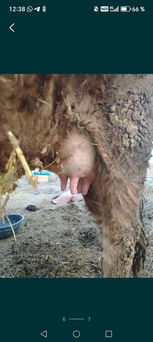 Продам корову срочно