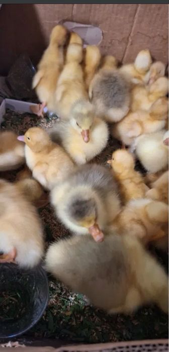 Vand boboci gasca , gasca si gascan