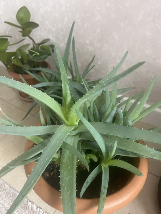 Алоэ разного влзраста продаю