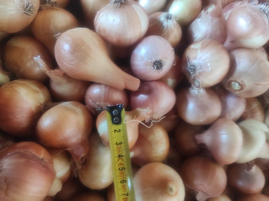 Лук Лясковец/Лясковски 58