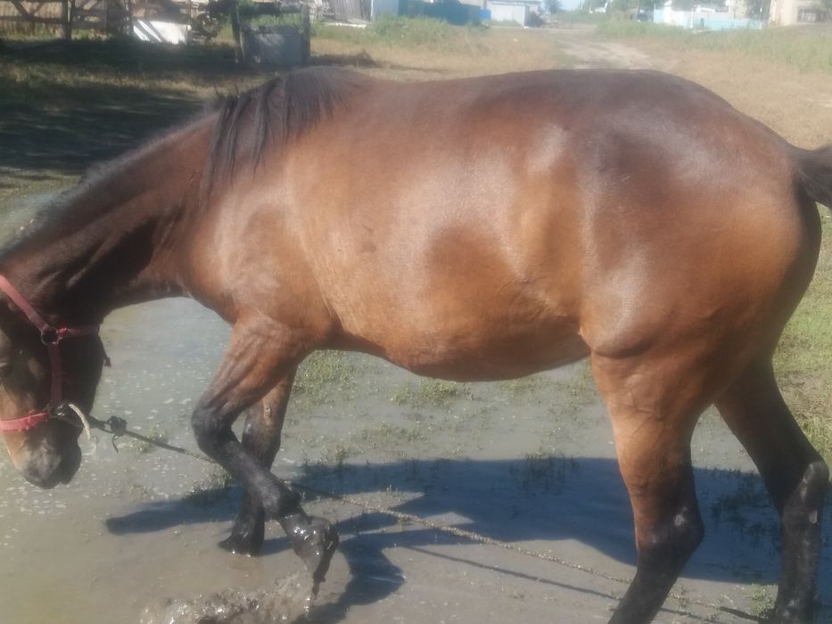 Продажа лошадей кобыл 5ти летки