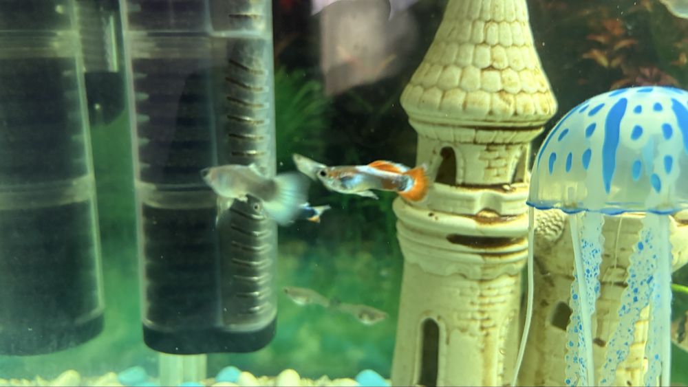 Продам рыбки водорослед селчаты, гуппи дракон,меченос.тернец.