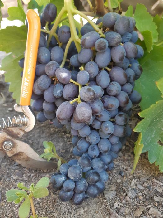 продам дачу, первая береговая линия