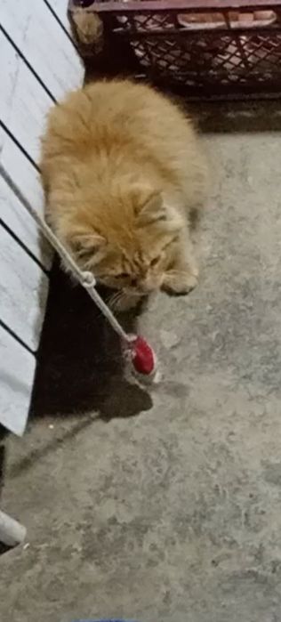 Turetskiy angora bolasi обменам bor quyon, baliq, qushlaga kelishiladi