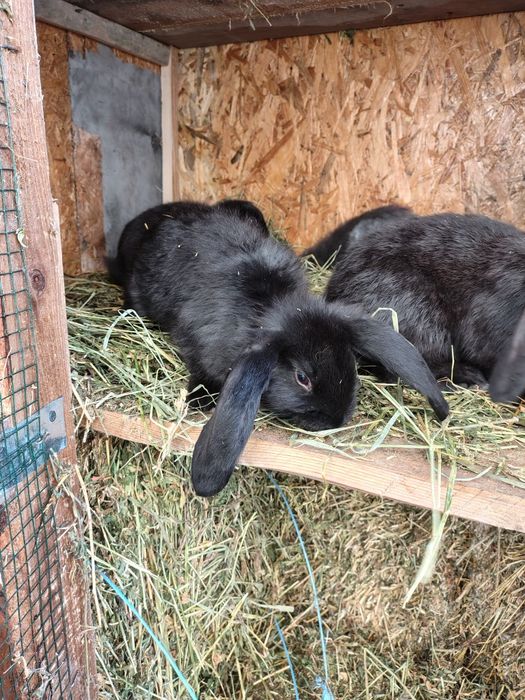 Puiuți de iepuri berbec german