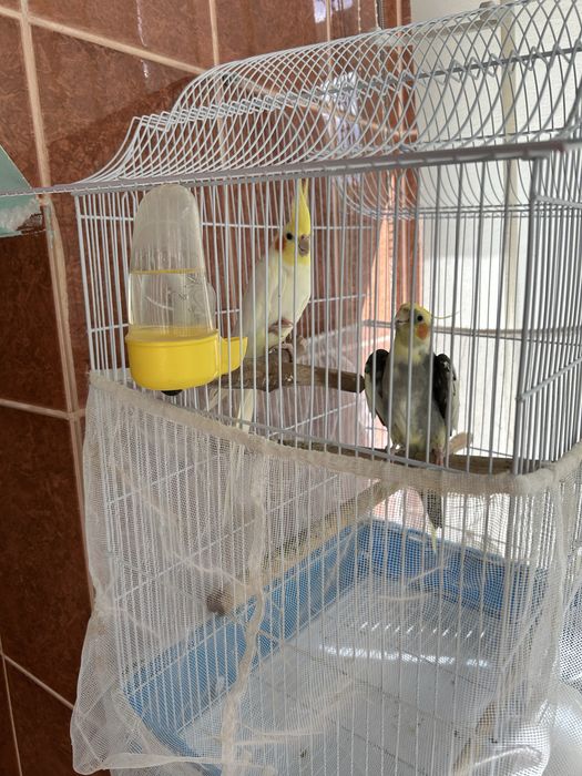 Pereche papagali specia Nimfă 550 lei negociabil