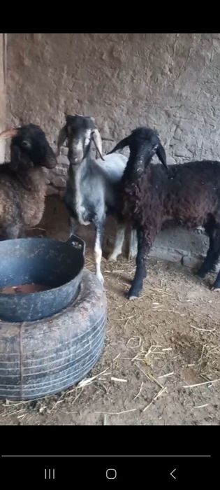 Qo'zi qo'chqorla sotuvda 3 dona