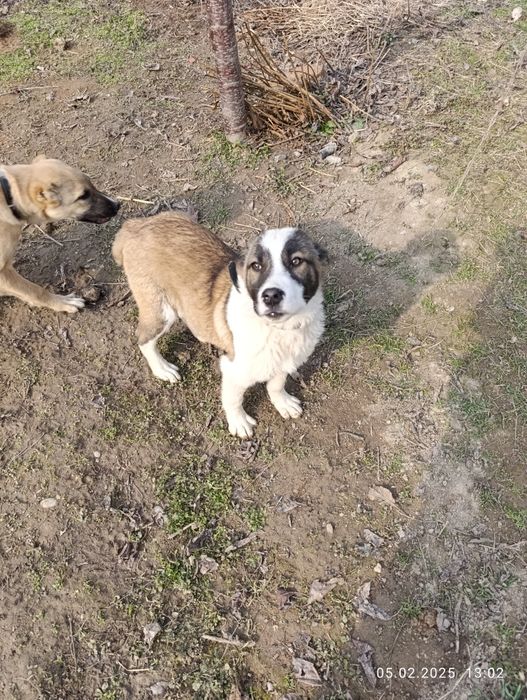 зотли алабай итча