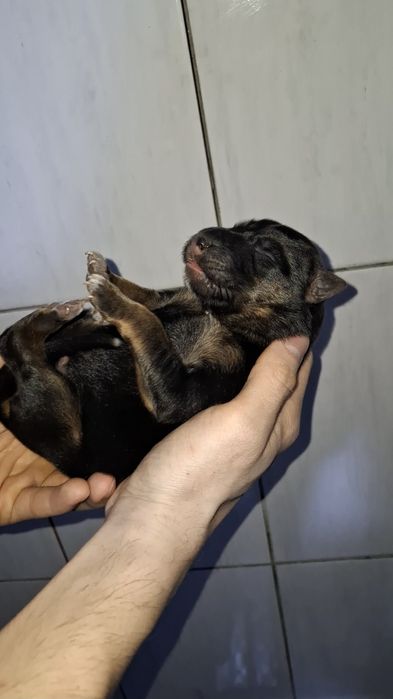 Щенок Немецкой овчарки