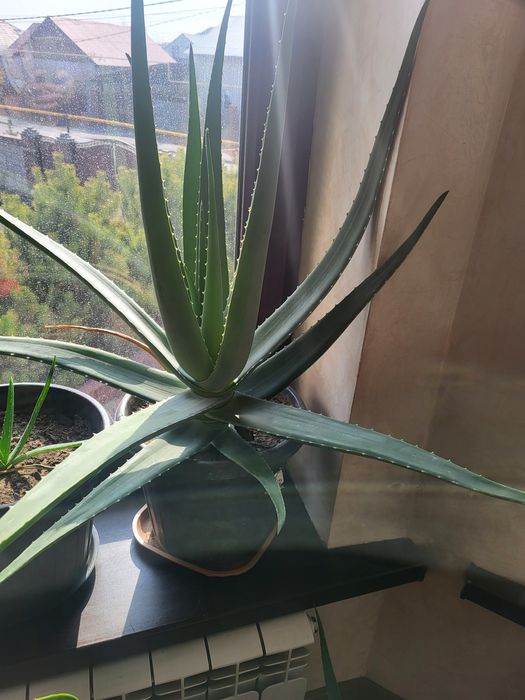 Продам цветок Алоэ