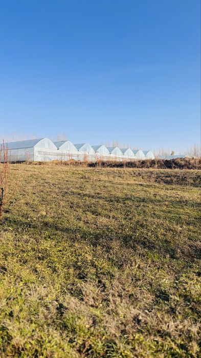 Issiqxona tayyor biznes sotiladi