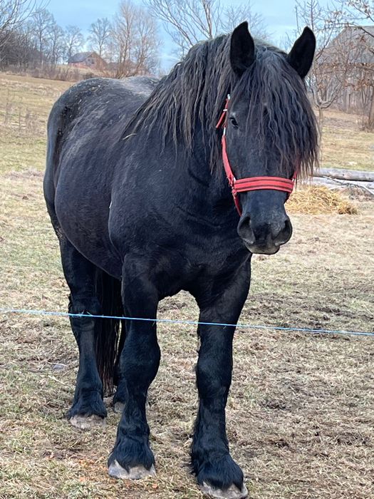 Vand manz Percheron ,3 ani,acte de Franta