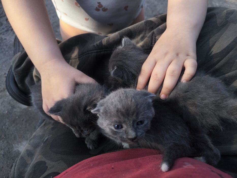 Отдам даром котят
