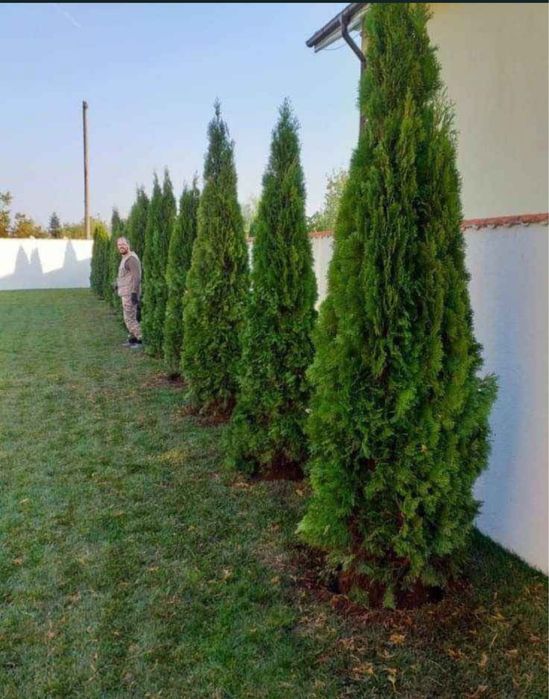 Chiparos leylandii pana la 5 metri crescuti in ghiveci ofer garantie
