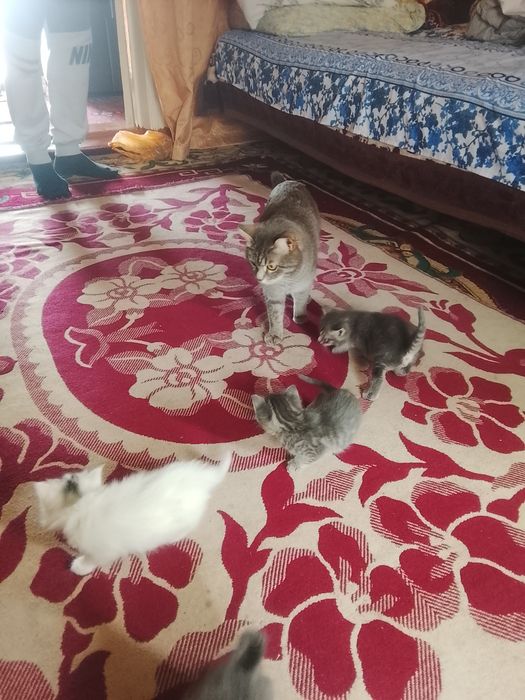 Котята народу не помню