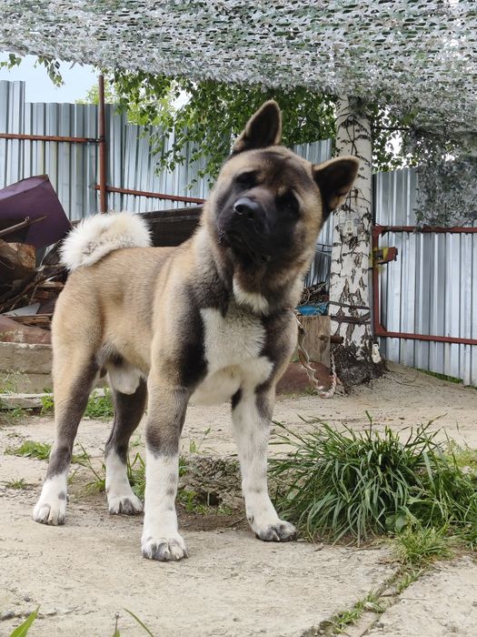 Жених американской акиты
