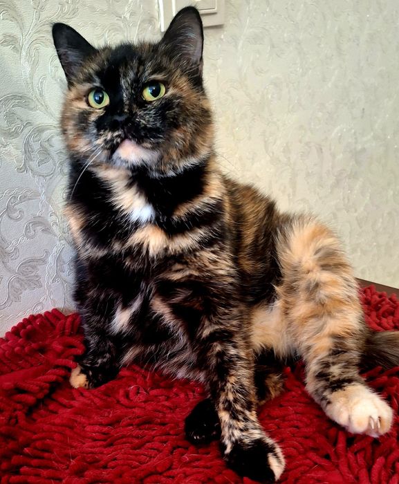 Кошечка для Души .Стерелизована