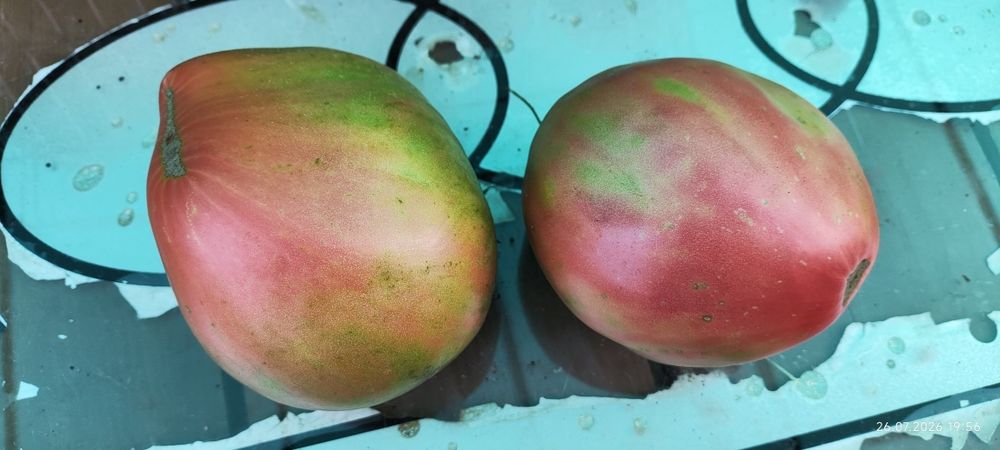 Продам помидоры дачные