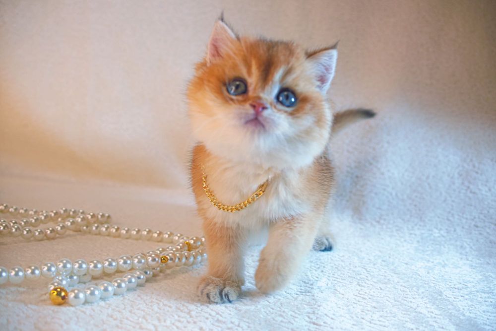 Британская  золотая шиншилла. С родословной и прививками!