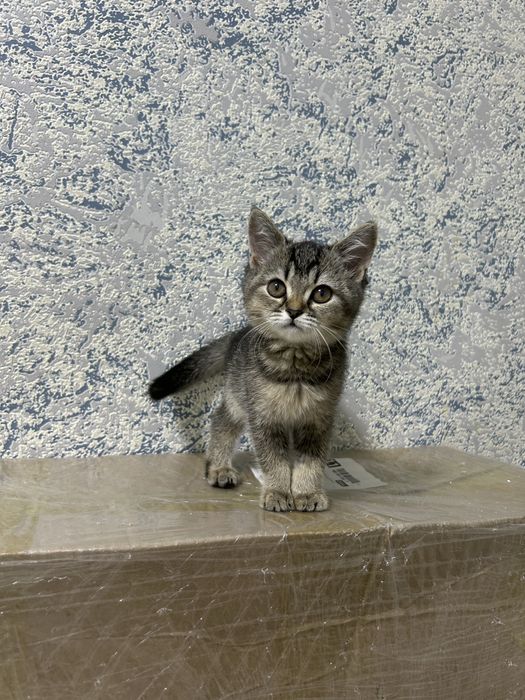 Продам котёнка девочка висло два прямаухих