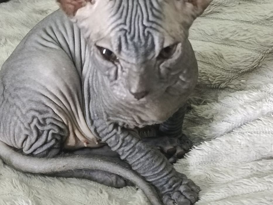 Продаются котята сфинксы