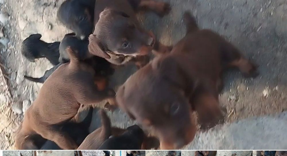 Ягдтерер кушик сатылады