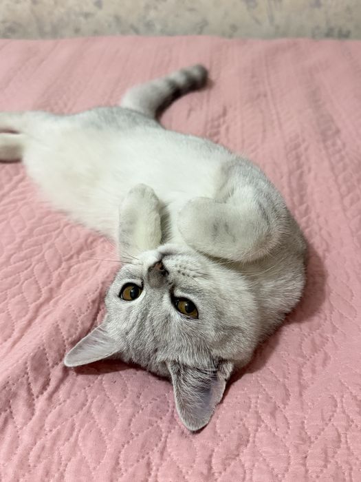 Котенок-девочка 4 месяца серебристая шиншилла